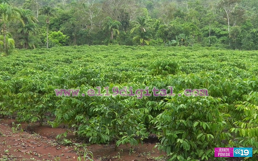 finca